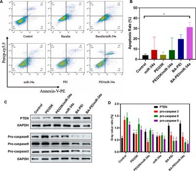 Baicalin-modified polyethylenimine for miR-34a efficient and safe delivery